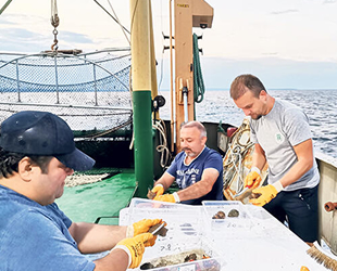 Rapana, Karadenizli balıkçıların alternatif geçim kaynağı oldu