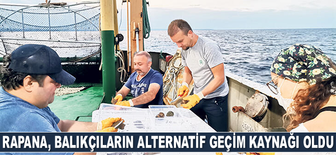Rapana, Karadenizli balıkçıların alternatif geçim kaynağı oldu