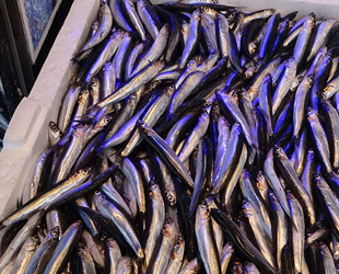 Hamsinin fiyatı dudak uçuklatıyor