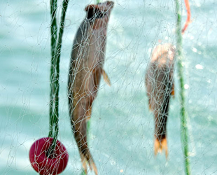 Van'da balıkçı eşleri, balık ağı örecek