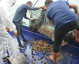 Deniz salyangozu ihracatından 3 milyon dolar gelir elde edildi