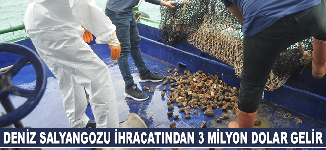 Deniz salyangozu ihracatından 3 milyon dolar gelir elde edildi