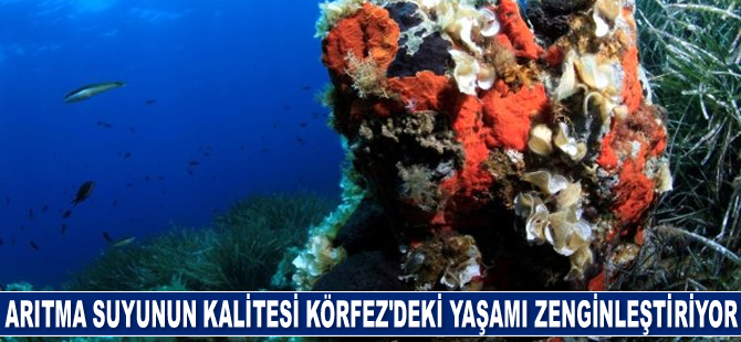 Arıtma suyunun kalitesi Körfez'deki yaşamı zenginleştiriyor
