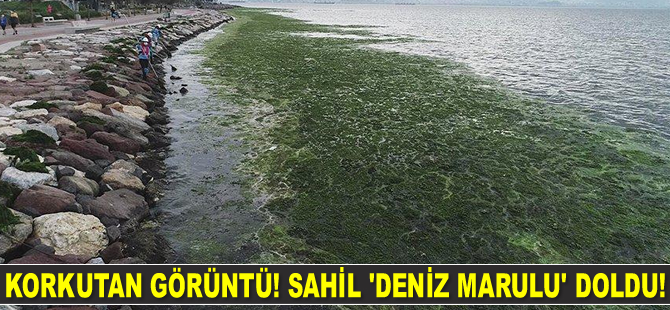 İzmir’de korkutan görüntü! Sahil ‘deniz marulu’ doldu!