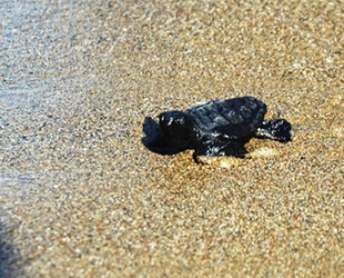 İztuzu sahilinde caretta sayısında rekor kırıldı