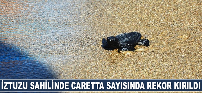İztuzu sahilinde caretta sayısında rekor kırıldı