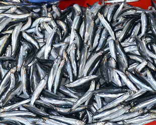 Tezgahlarda Marmara hamsisi bereketi yaşanıyor