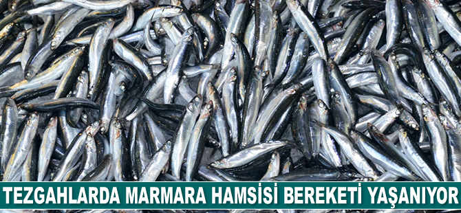 Tezgahlarda Marmara hamsisi bereketi yaşanıyor