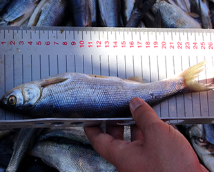 Van Gölü’nün karaya çıkış noktaları denetlendi