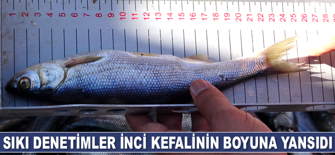 Van Gölü’nün karaya çıkış noktaları denetlendi