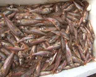 Tuzla'da 1 ton çürümüş balık ele geçirildi