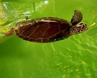Didim ve Alanya'da hayalet ağ, iki deniz kaplumbağasının yüzgecini kopardı