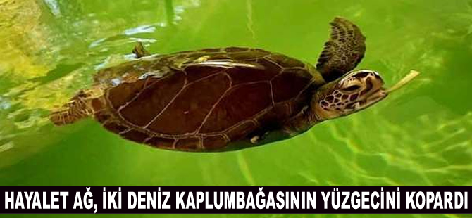 Didim ve Alanya'da hayalet ağ, iki deniz kaplumbağasının yüzgecini kopardı