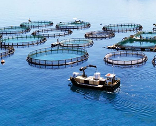 Çevre ve Şehircilik Bakanlığı, balık çiftliği yapımına yasak getirdi