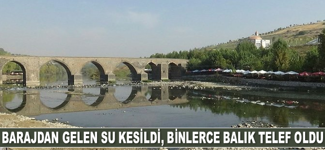 Barajdan gelen su kesildi, Dicle Nehri’nde binlerce balık telef oldu