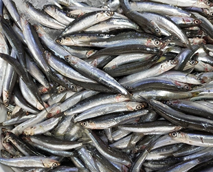 Batı Karadenizli balıkçılar, hamsiden umutlu görünüyor