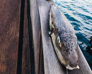 Balıkçıların korkulu rüyası balon balığının boyu 1 metreye ulaştı