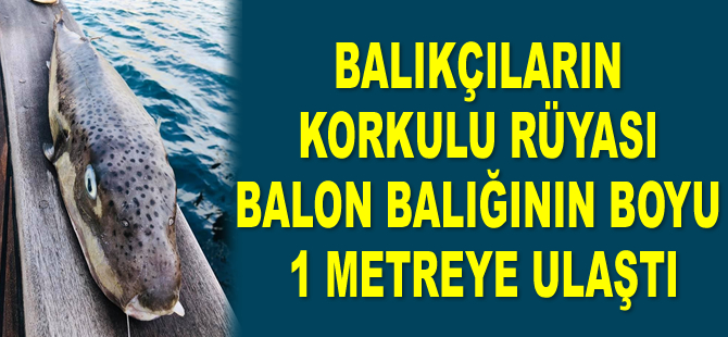 Balıkçıların korkulu rüyası balon balığının boyu 1 metreye ulaştı