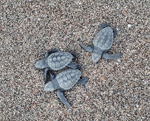 Antalya'da 204 bin 591 deniz kaplumbağası denizle buluştu