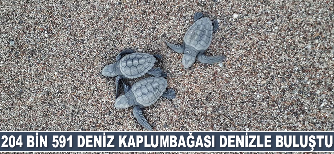 Antalya'da 204 bin 591 deniz kaplumbağası denizle buluştu