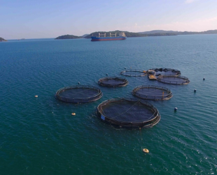 Balık çiftliklerinin deniz kıyılarından uzaklığı yönetmelikle belirlendi