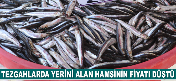 Balıkçı tezgahlarında yerini alan hamsinin fiyatı düştü