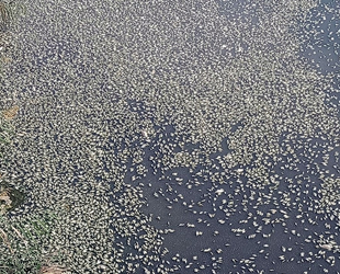 Bursa'daki balık ölümlerinin sebebi belli oldu