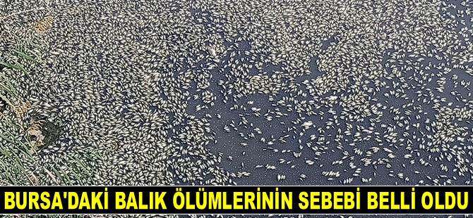 Bursa'daki balık ölümlerinin sebebi belli oldu