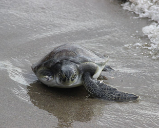 3 aydır tedavi gören deniz kaplumbağası suyla buluştu