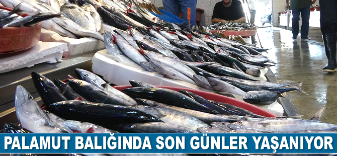 Palamut balığında son günler yaşanıyor