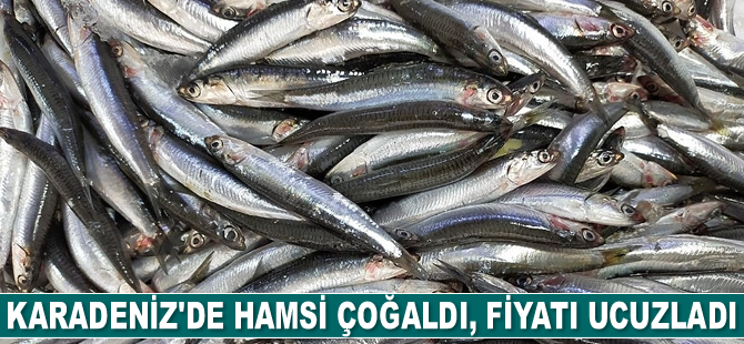 Karadeniz'de hamsi çoğaldı, fiyatı ucuzladı