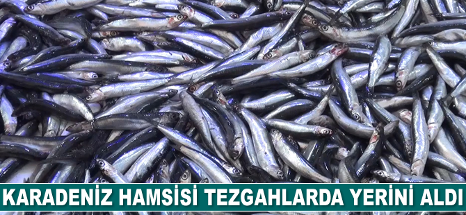 Karadeniz hamsisi tezgahlarda yerini aldı