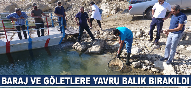 Baraj ve göletlere yavru balık bırakıldı