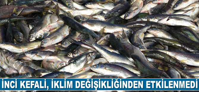 İnci kefali, iklim değişikliğinden etkilenmedi