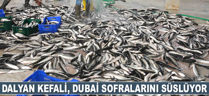 Dalyan kefali, Dubai sofralarını süslüyor