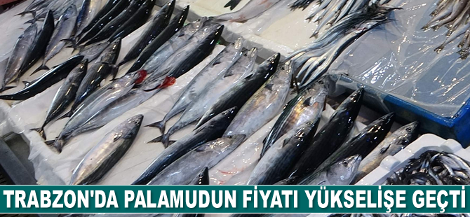 Trabzon’da palamudun fiyatı yükselişe geçti