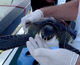 Pet şişesine dolanmış deniz kaplumbağası kurtarıldı