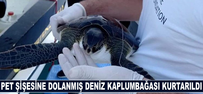 Pet şişesine dolanmış deniz kaplumbağası kurtarıldı