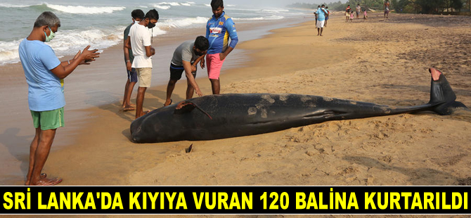 Sri Lanka’da kıyıya vuran 120 balina kurtarıldı
