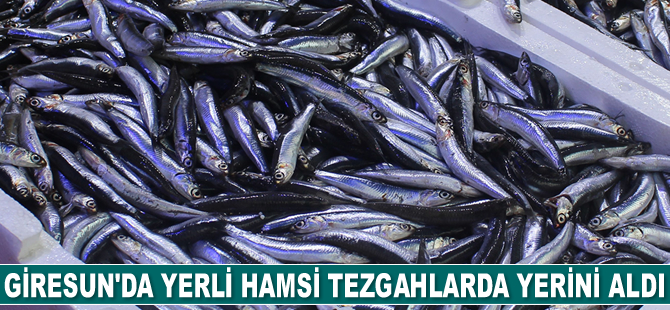 Giresun'da yerli hamsi tezgahlarda yerini aldı