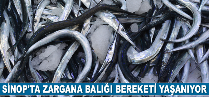 Sinop'ta zargana bereketi yaşanıyor