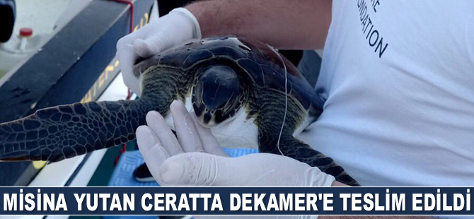 Misina yutan yeşil deniz kaplumbağası DEKAMER’e teslim edildi
