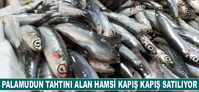 Palamudun tahtını alan hamsi kapış kapış satılıyor