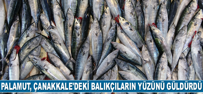 Palamut, Bandırma ve Çanakkale'deki balıkçıların yüzünü güldürdü