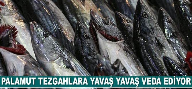 Palamut tezgahlara veda ediyor