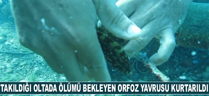 Deniz dibinde takıldığı oltada ölümü bekleyen orfoz yavrusu kurtarıldı