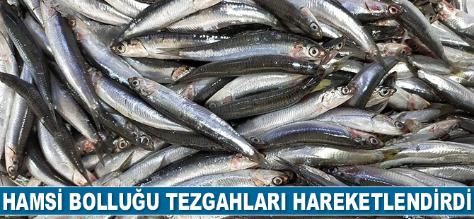 Hamsi bolluğu tezgahları hareketlendirdi