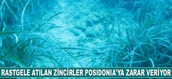 Akdeniz'in Amazon ormanları Posidonia'ya çapa ve zincirler zarar veriyor