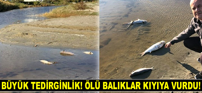 Silivri'de yüzlerce ölü balık kıyıya vurdu