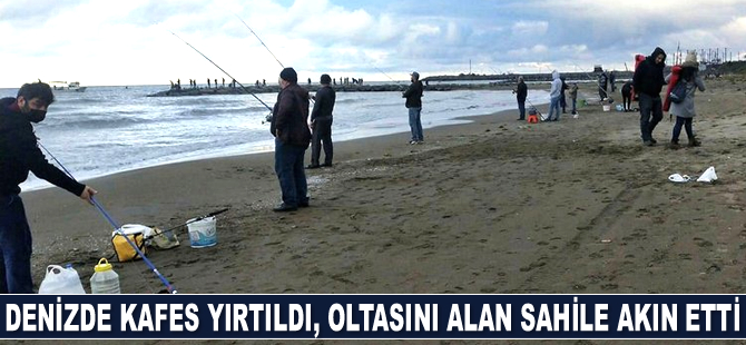 Denizde kafes yırtıldı, oltasını alan sahile akın etti